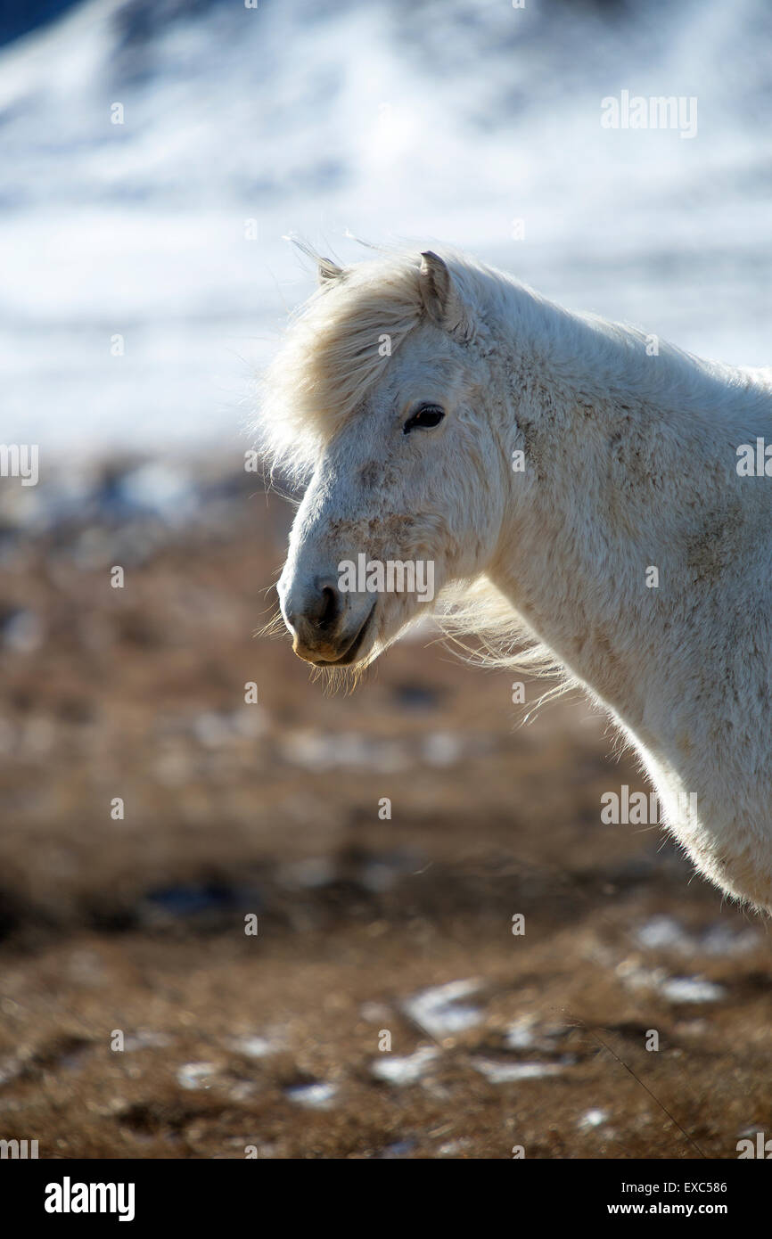 Portrait of a white Icelandic horse in a snowy winter landscape Stock