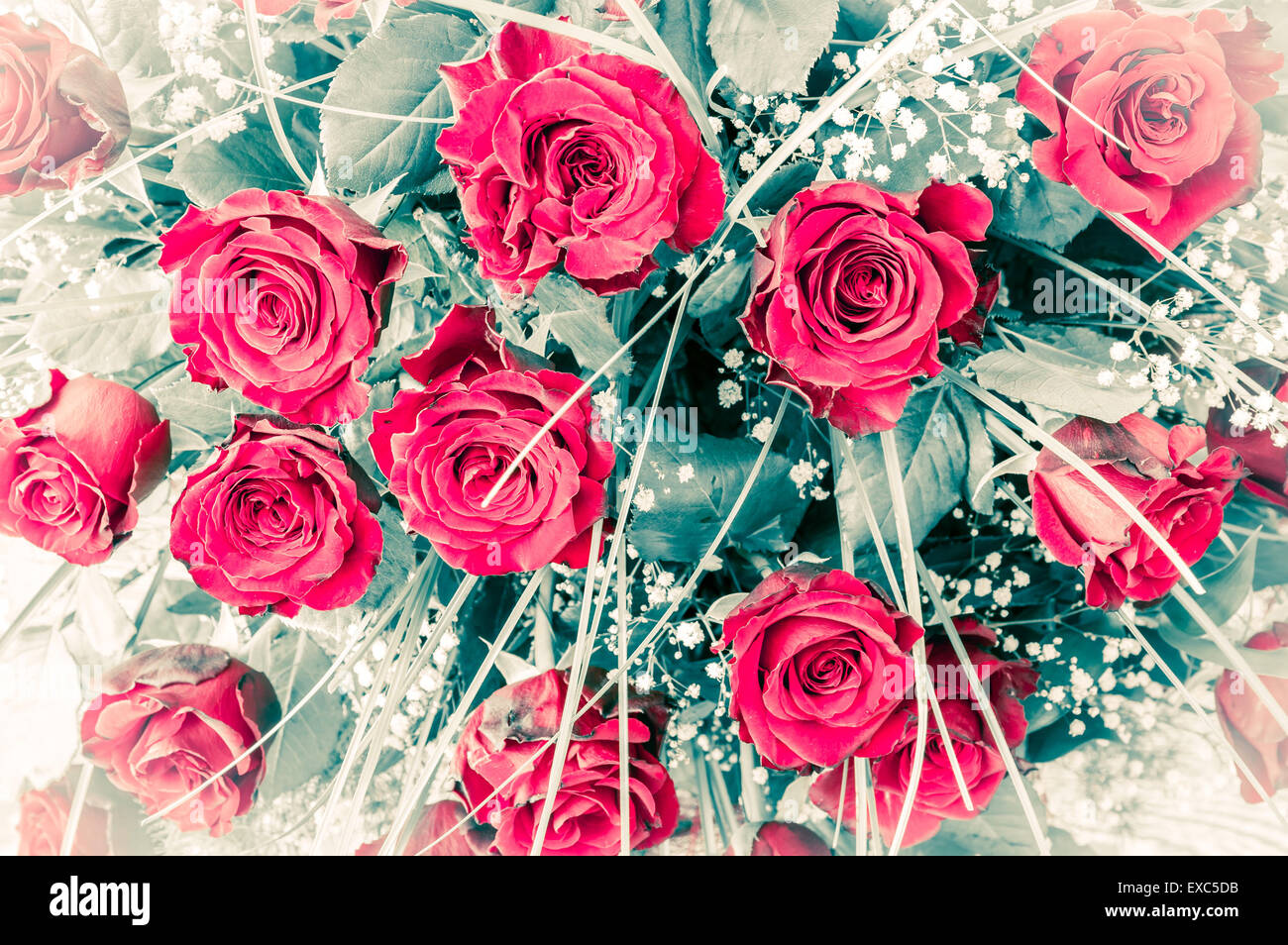 Closeup of beautiful freshly cut red roses bouquet Stock Photo