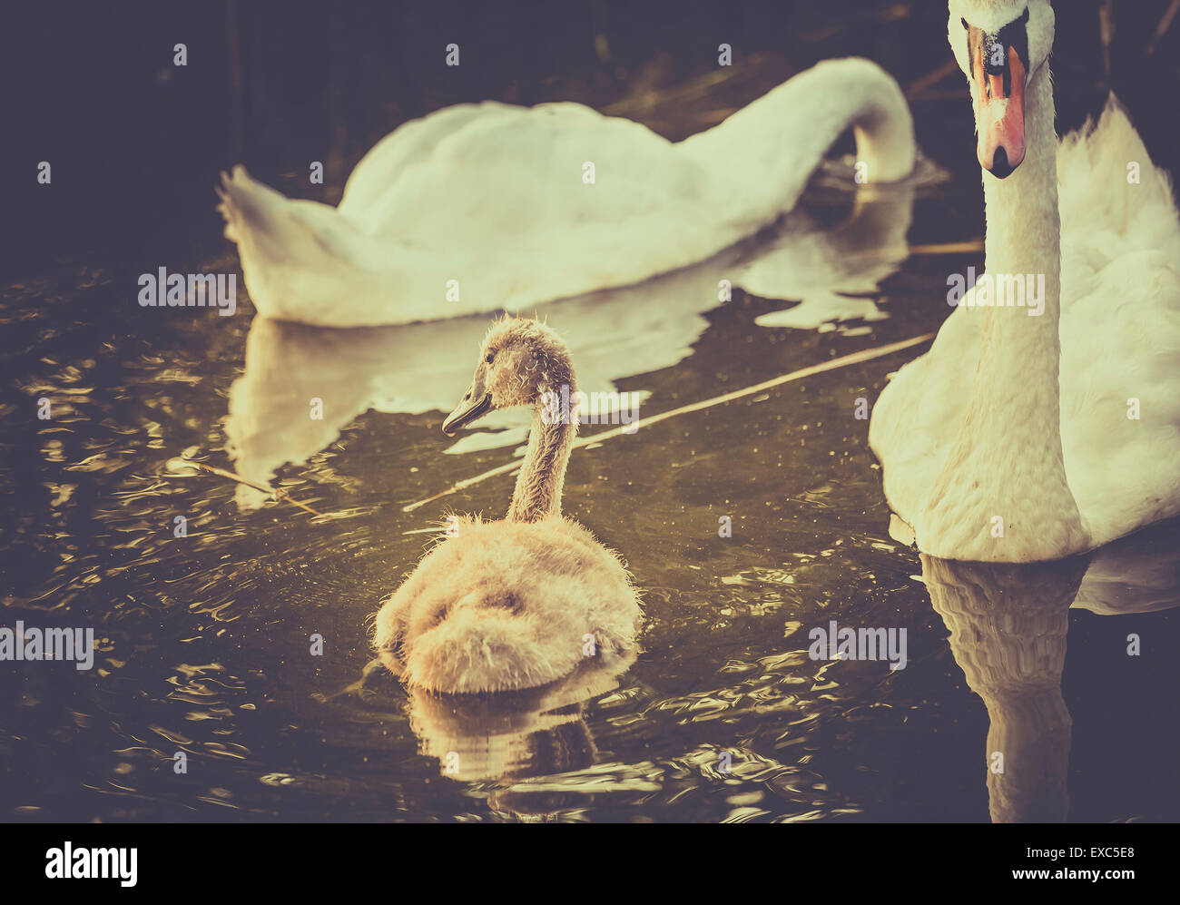 Retro style photo of mute swans family floating on water Stock Photo