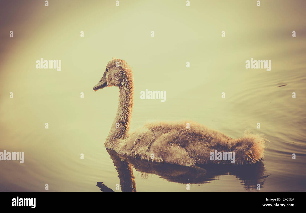 Retro style photo of baby swan floating on water Stock Photo