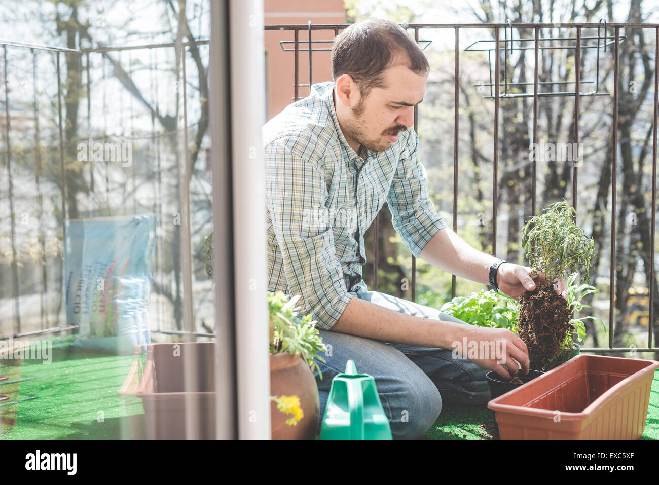 Male hands planting basil hi-res stock photography and images - Alamy
