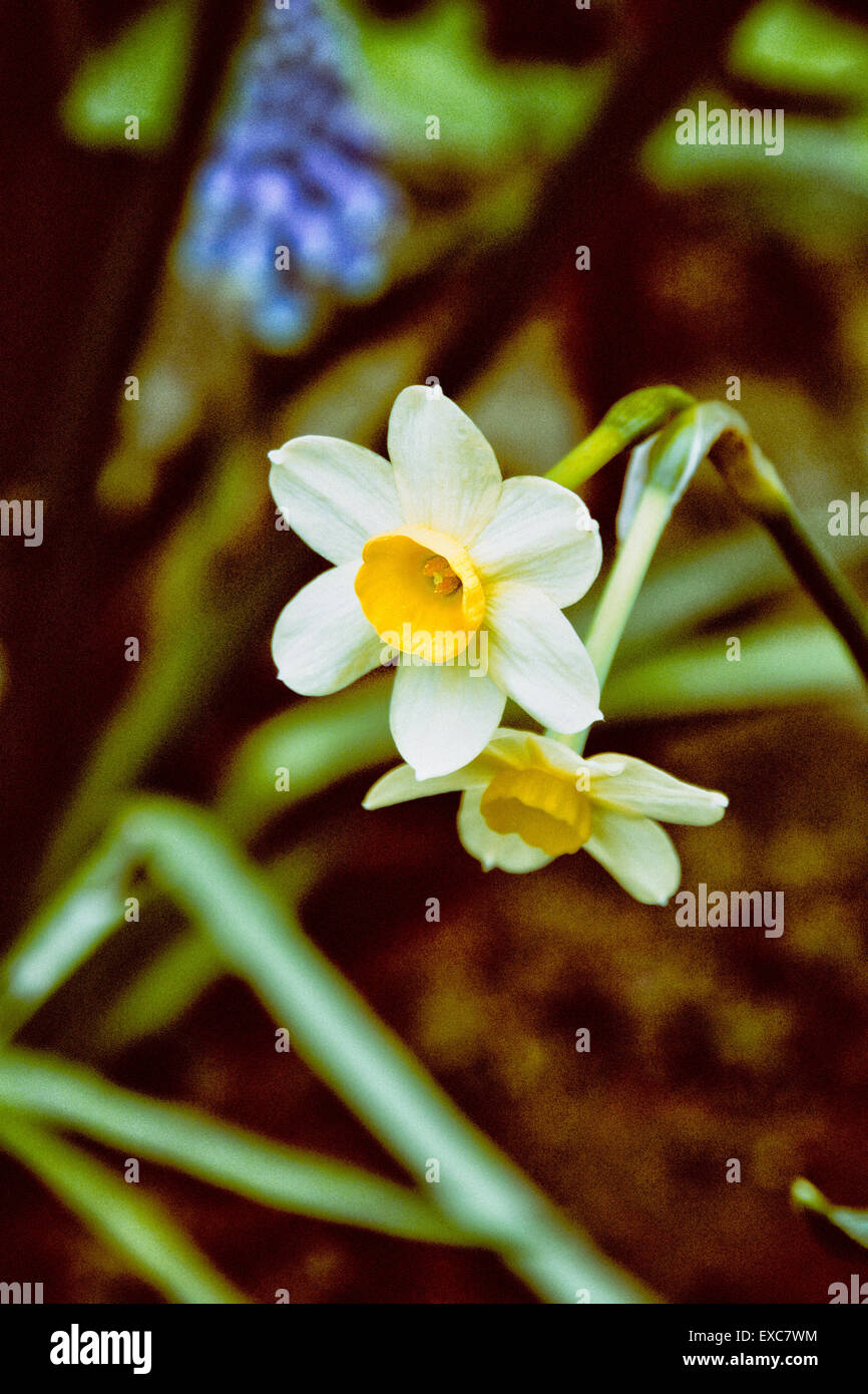 Flowers from the garden Stock Photo Alamy