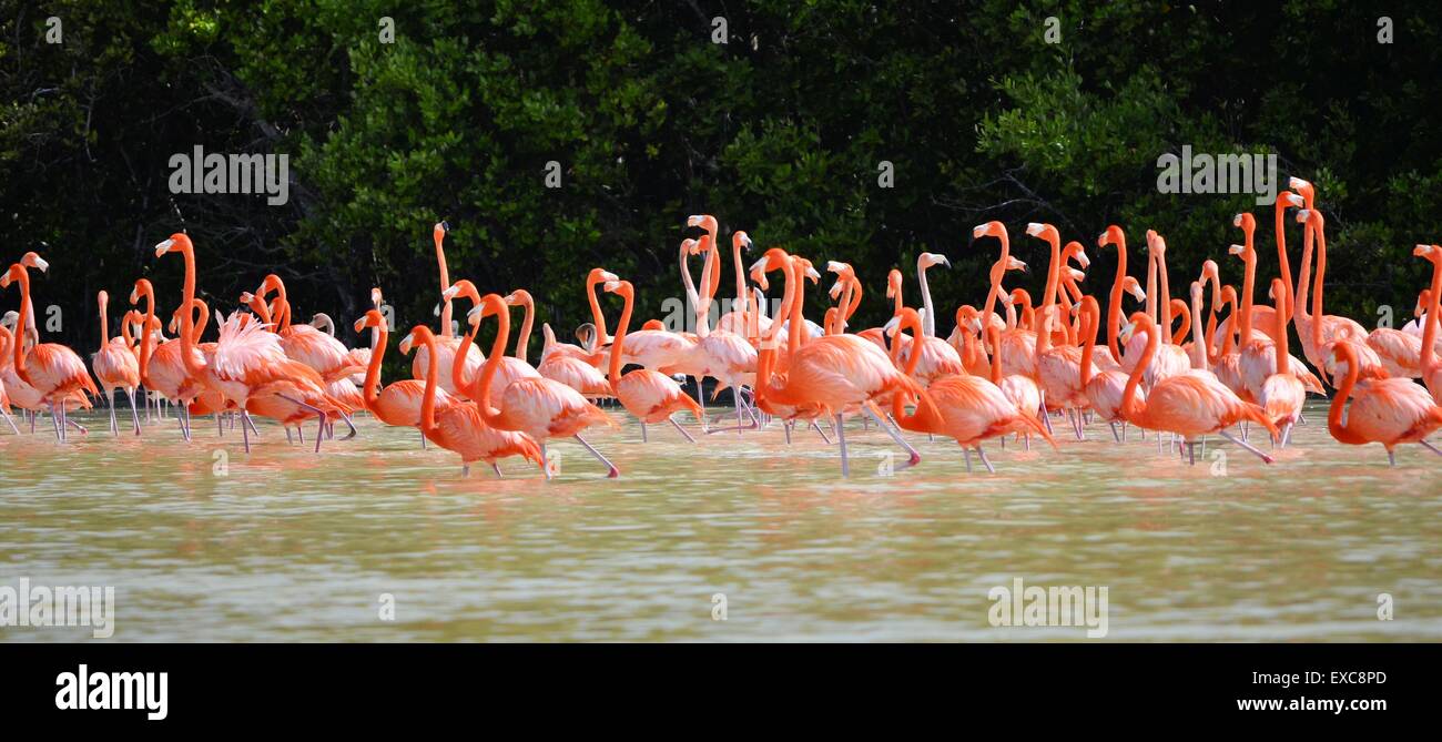 view of pink flamingos in Celestun Mexico Stock Photo