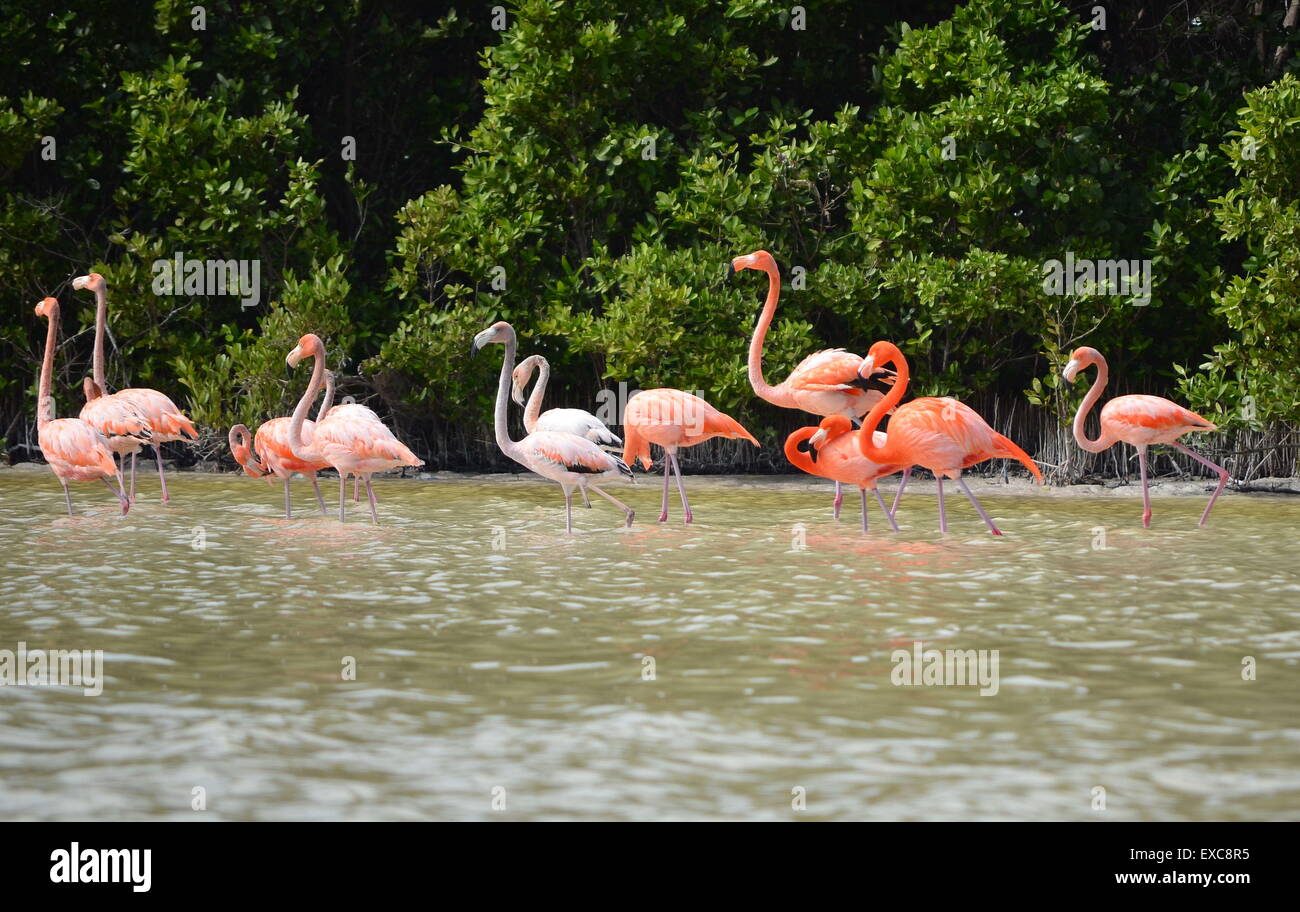 view of pink flamingos in Celestun Mexico Stock Photo