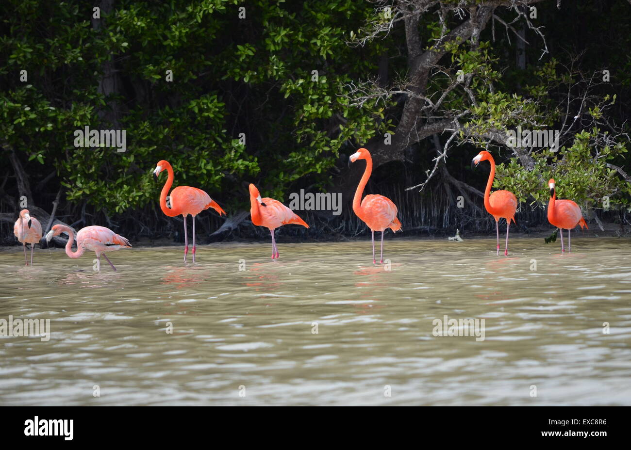 view of pink flamingos in Celestun Mexico Stock Photo