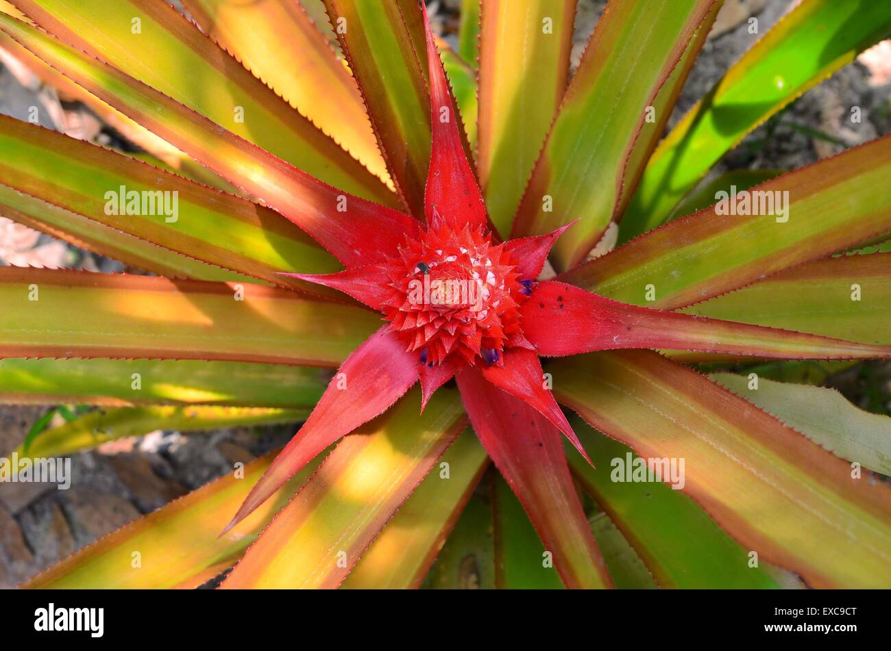 view of pineapple flowers exotic vietnam Stock Photo
