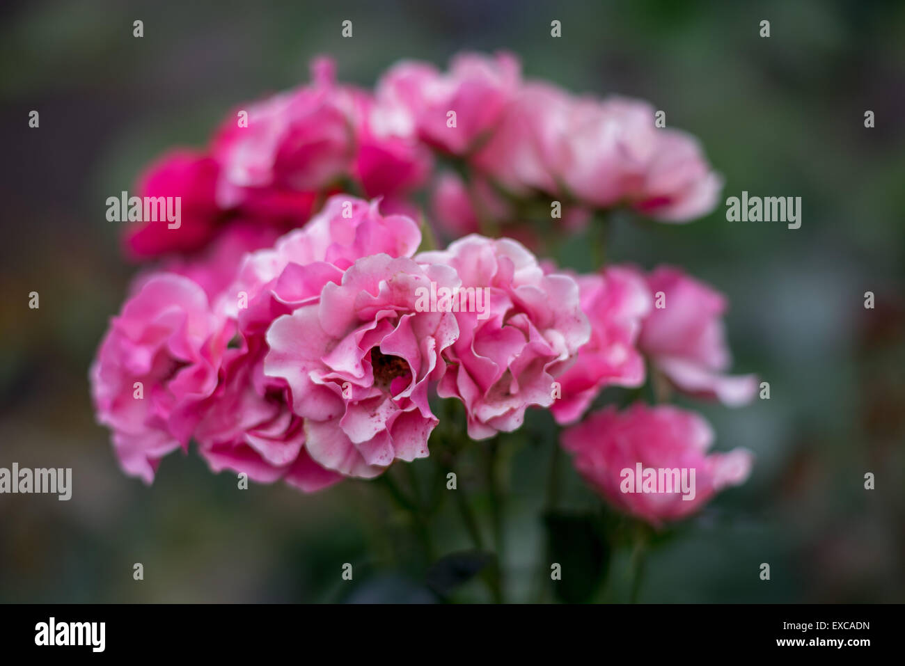 Dreamy pink roses in bunch Stock Photo