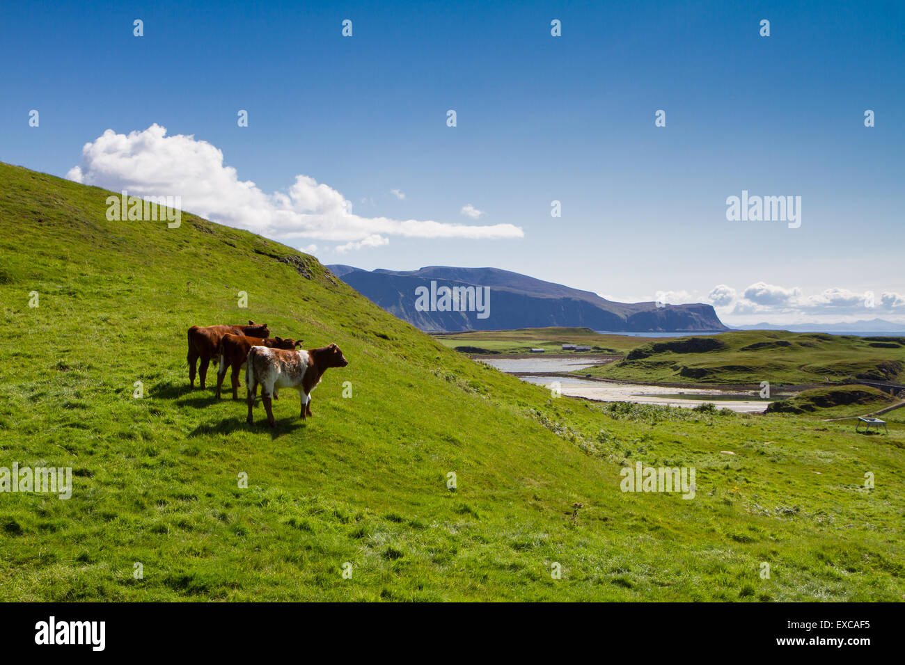 Three cows admiring the view on the Isle of Canna with the Isle of Rhum in the distance. Stock Photo