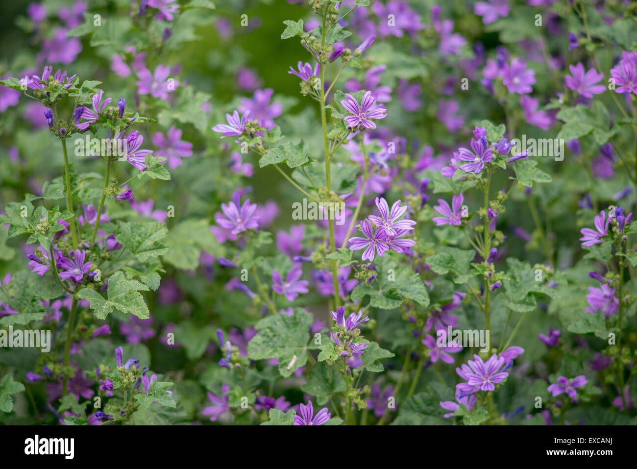 Cheeses, high tall mallow Malva sylvestris Stock Photo