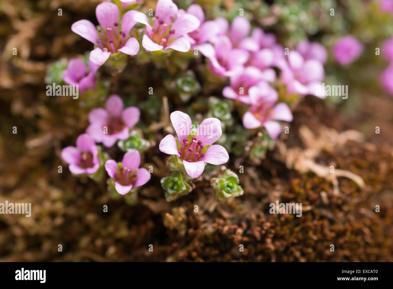 Flowers from the garden Stock Photo Alamy