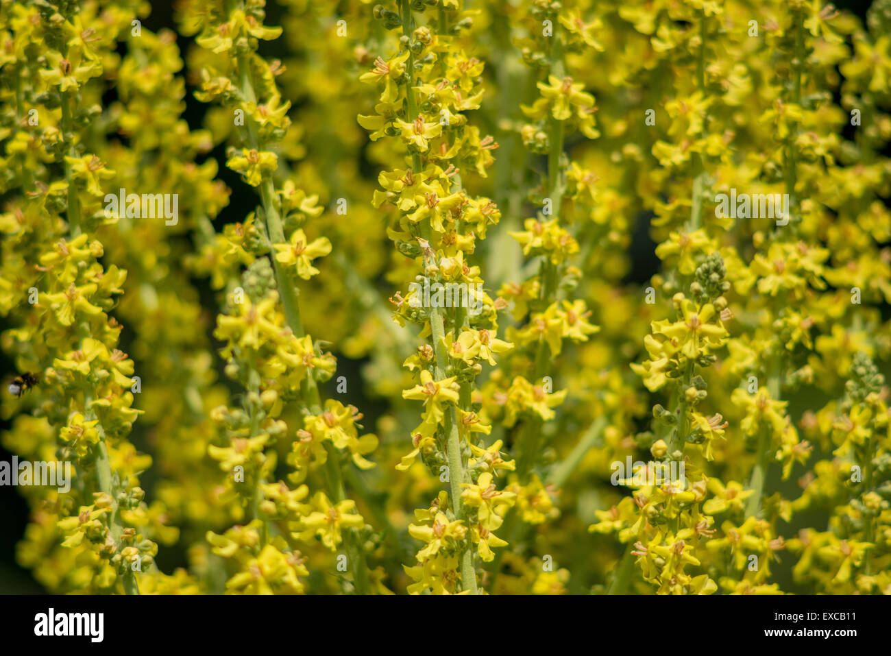 Mullein velvet plant  yellow rich blossom Verbascum olympicum Stock Photo