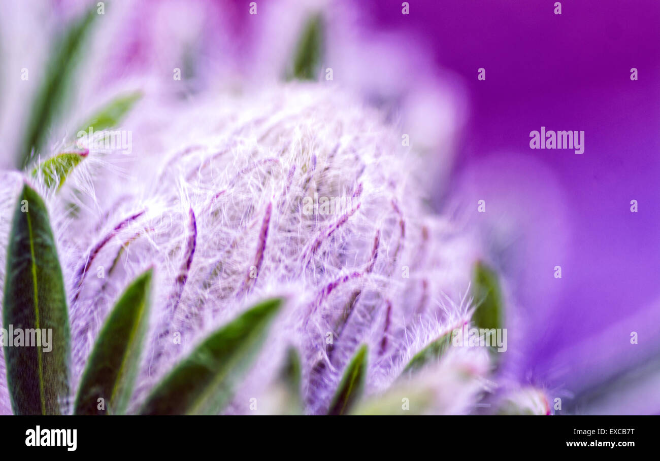 Flowers from the garden Stock Photo Alamy