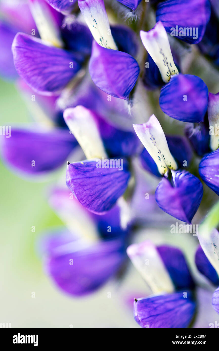 Flowers from the garden Stock Photo Alamy
