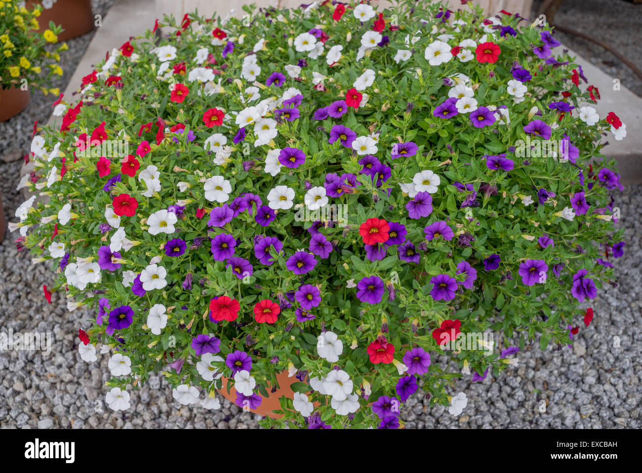 Arrangement of  blooming multicolor petunias in the flower pot Stock Photo