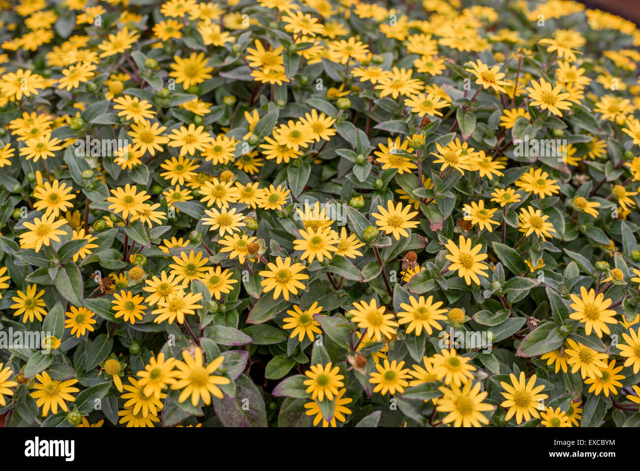 Creeping zinnias zinnia rich yellow flowers close up Sanvitalia