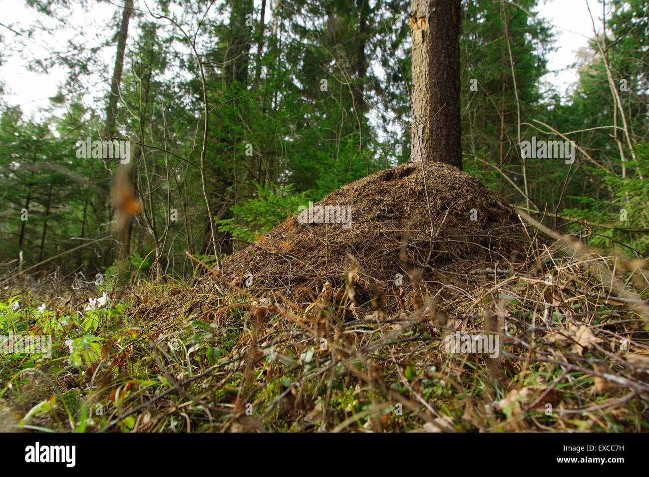the dwelling for ants constructed of coniferous needles Stock Photo Alamy