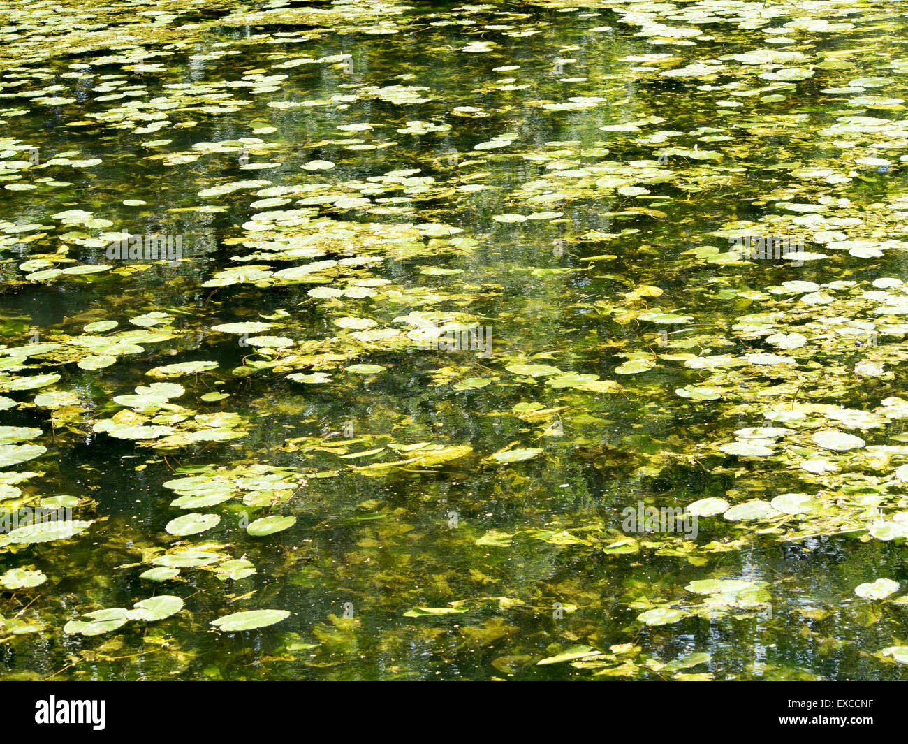 A river choked with water lilies Stock Photo