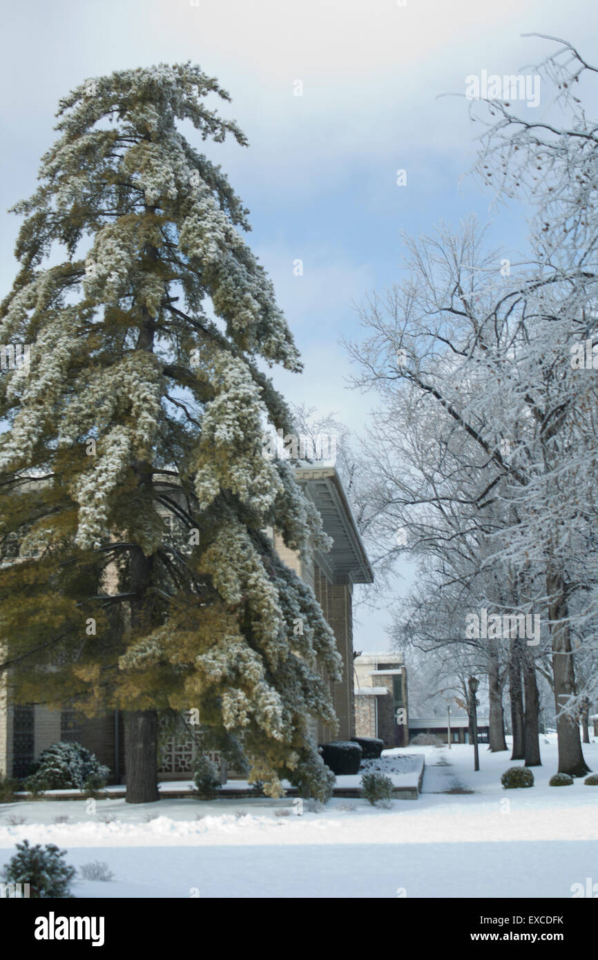 The tree is bravely standing if quite drooped with a load of ice Stock Photo Alamy