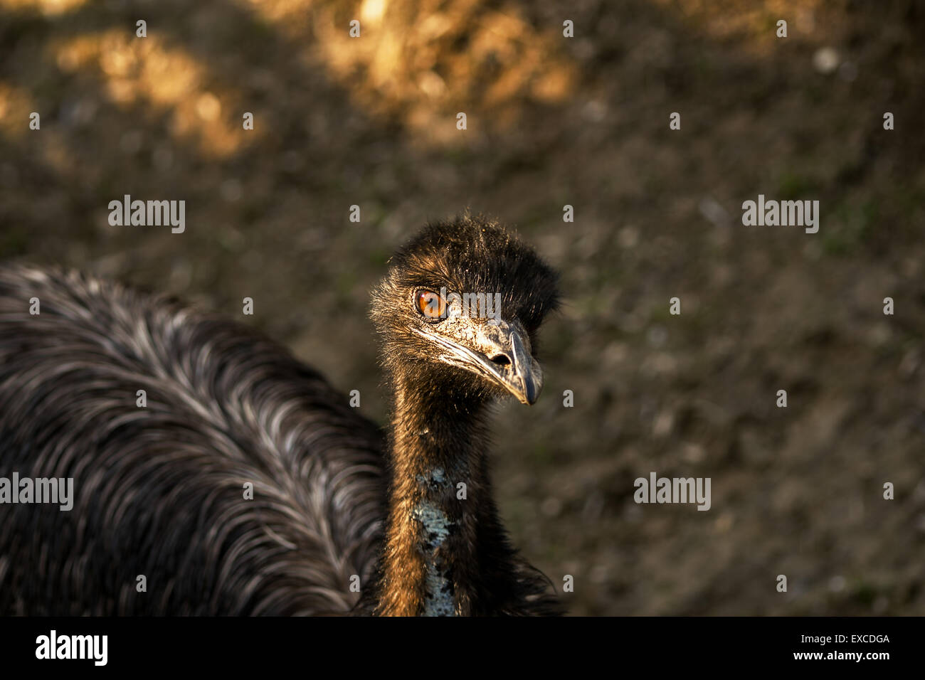 Black Emu (Dromaius novaehollandiae) curious staring on blurred background with golden light. Stock Photo