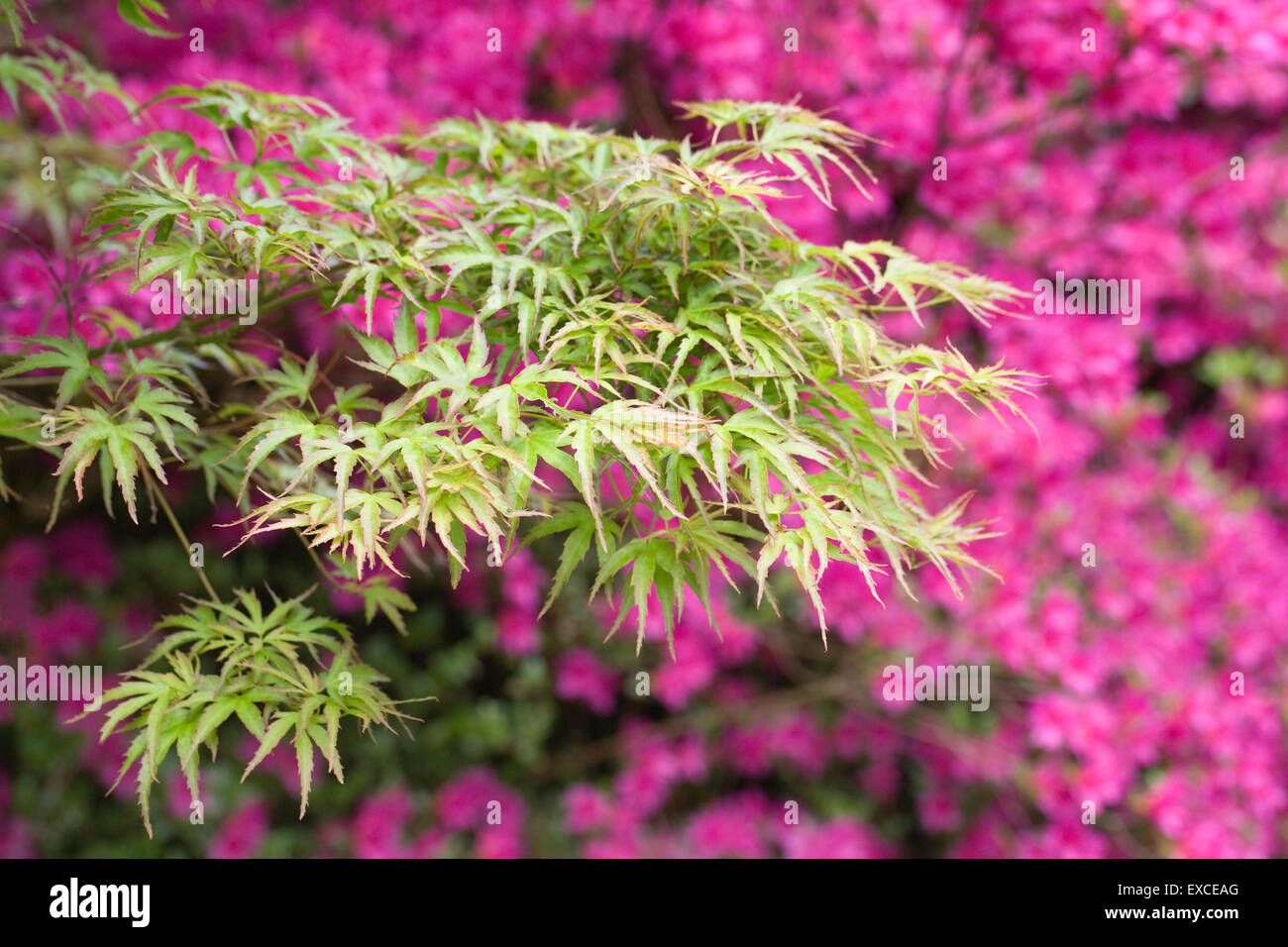 Acer palmatum 'Kamagata' in front of Rhododendron Amoenum. Stock Photo