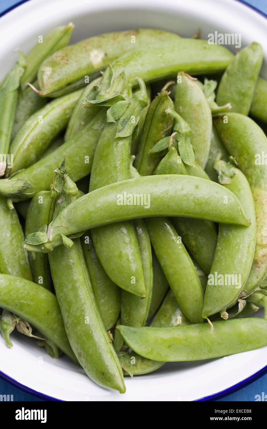 Pisum sativum var. macrocarpon. Freshly picked sugar snap peas in an enamel bowl. Stock Photo