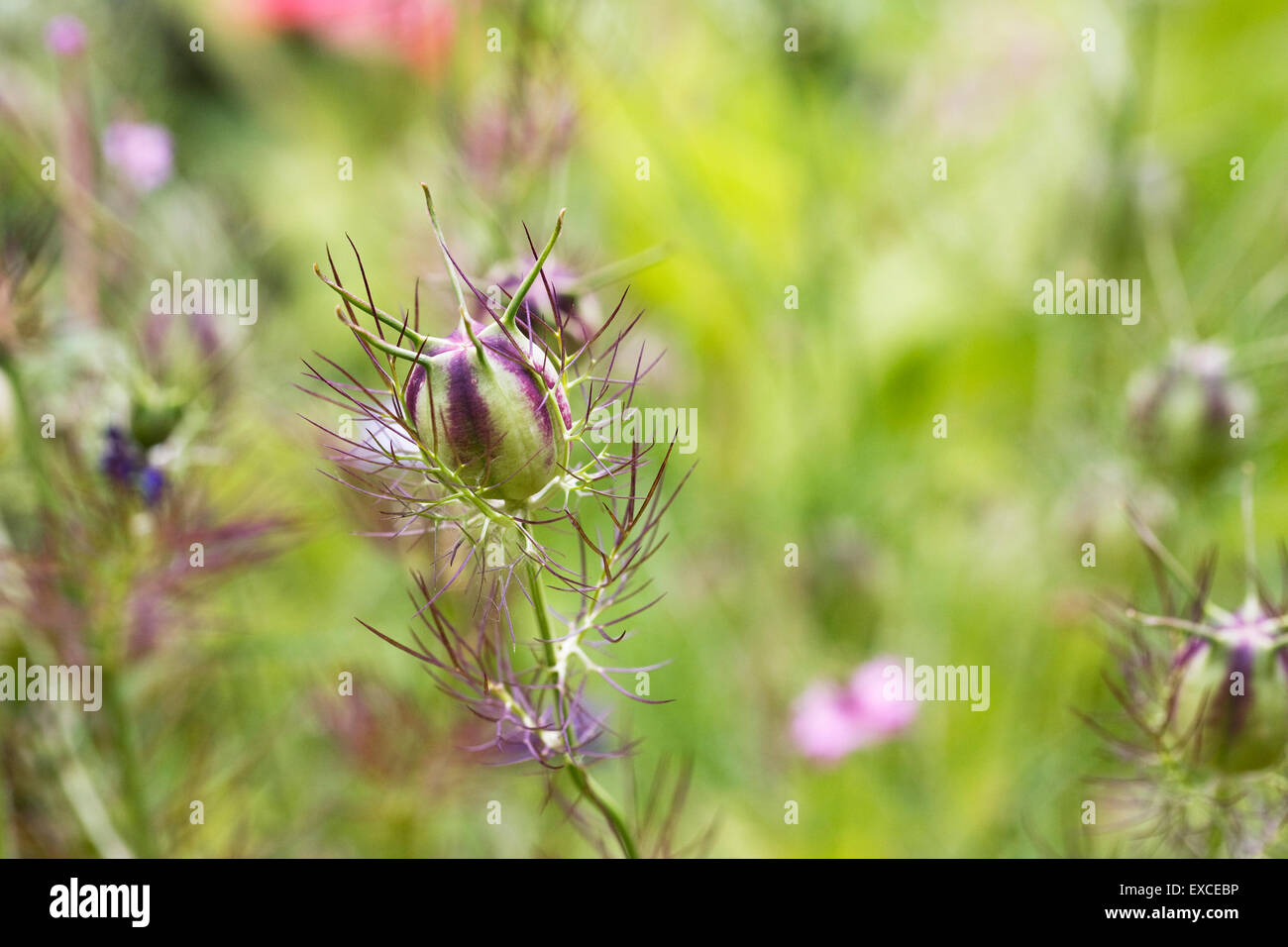 Love In The Mist Seed Pods High Resolution Stock Photography And Images Alamy