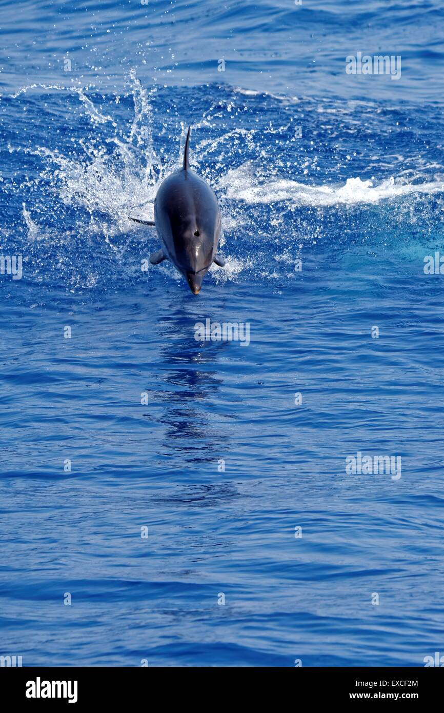 Common dolphins (Delphinus delphis) swimming in the Gulf of Genoa, Ligurian Sea. Stock Photo