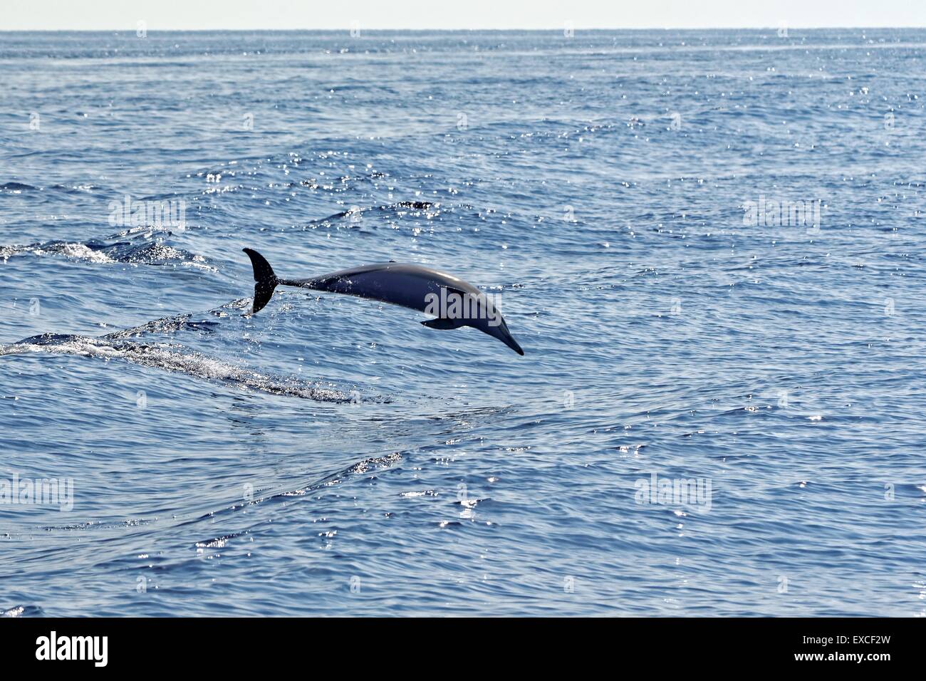 Common dolphins (Delphinus delphis) swimming in the Gulf of Genoa, Ligurian Sea. Stock Photo