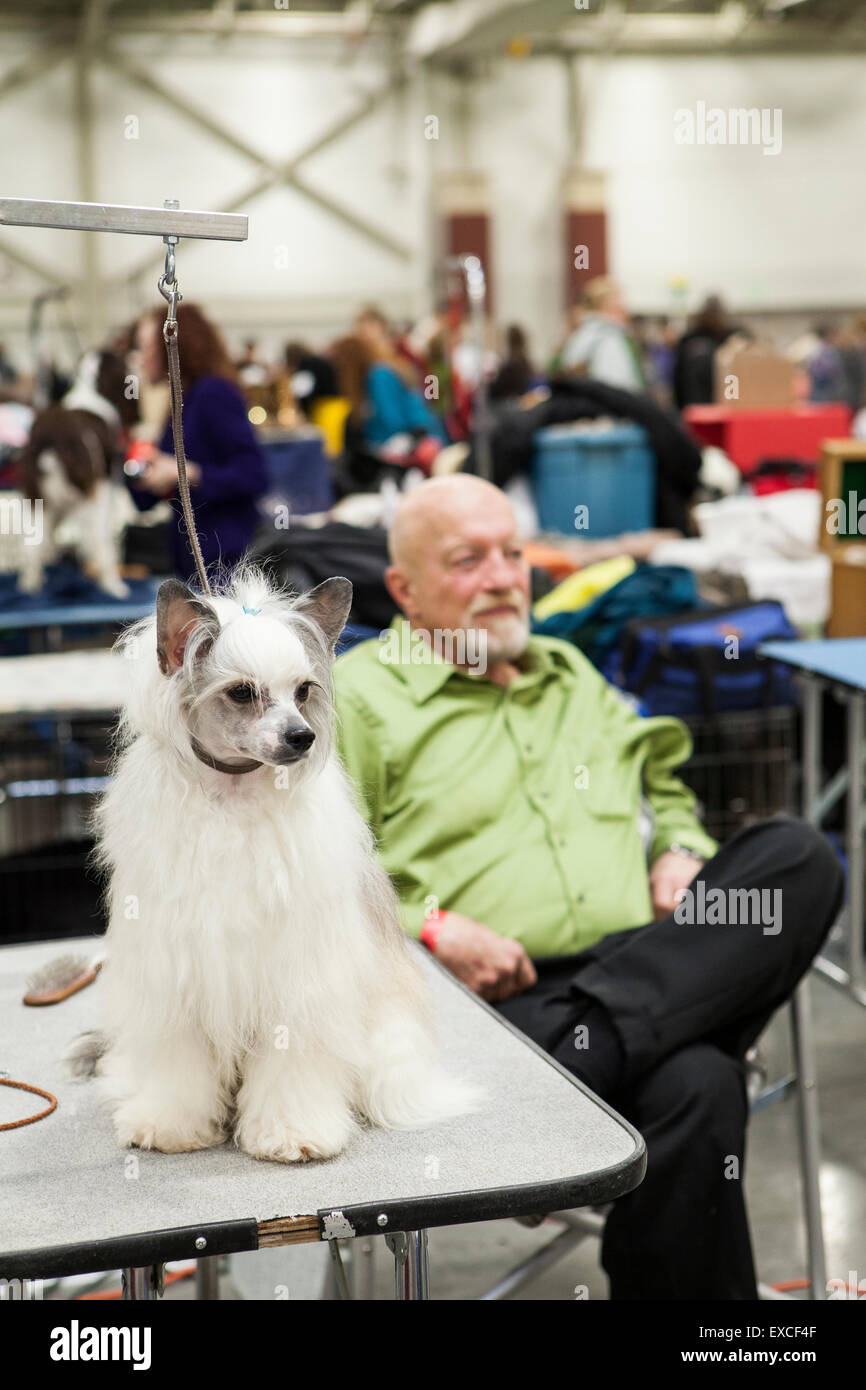 A white dog sits on a groomer's table at a dog show. Stock Photo