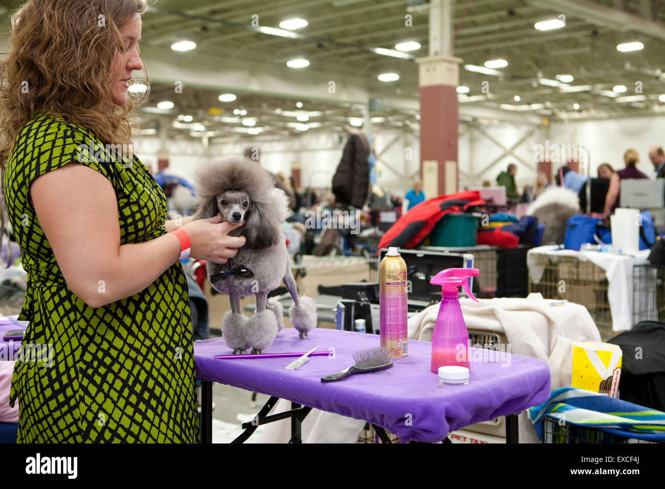 A dog groomer works on a poodle at a dog show. Stock Photo