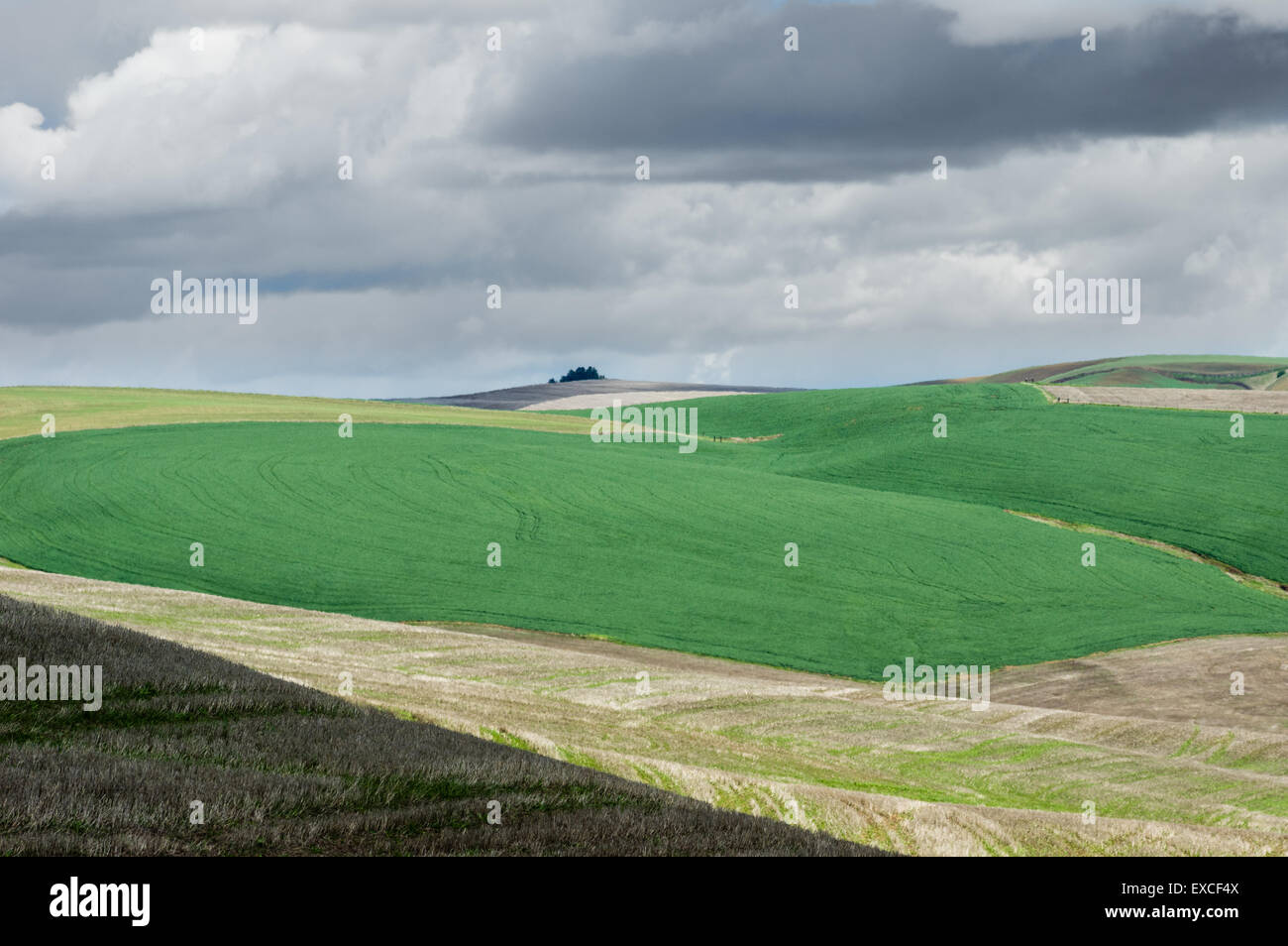 Wheat growing in rolling farm fields Stock Photo Alamy