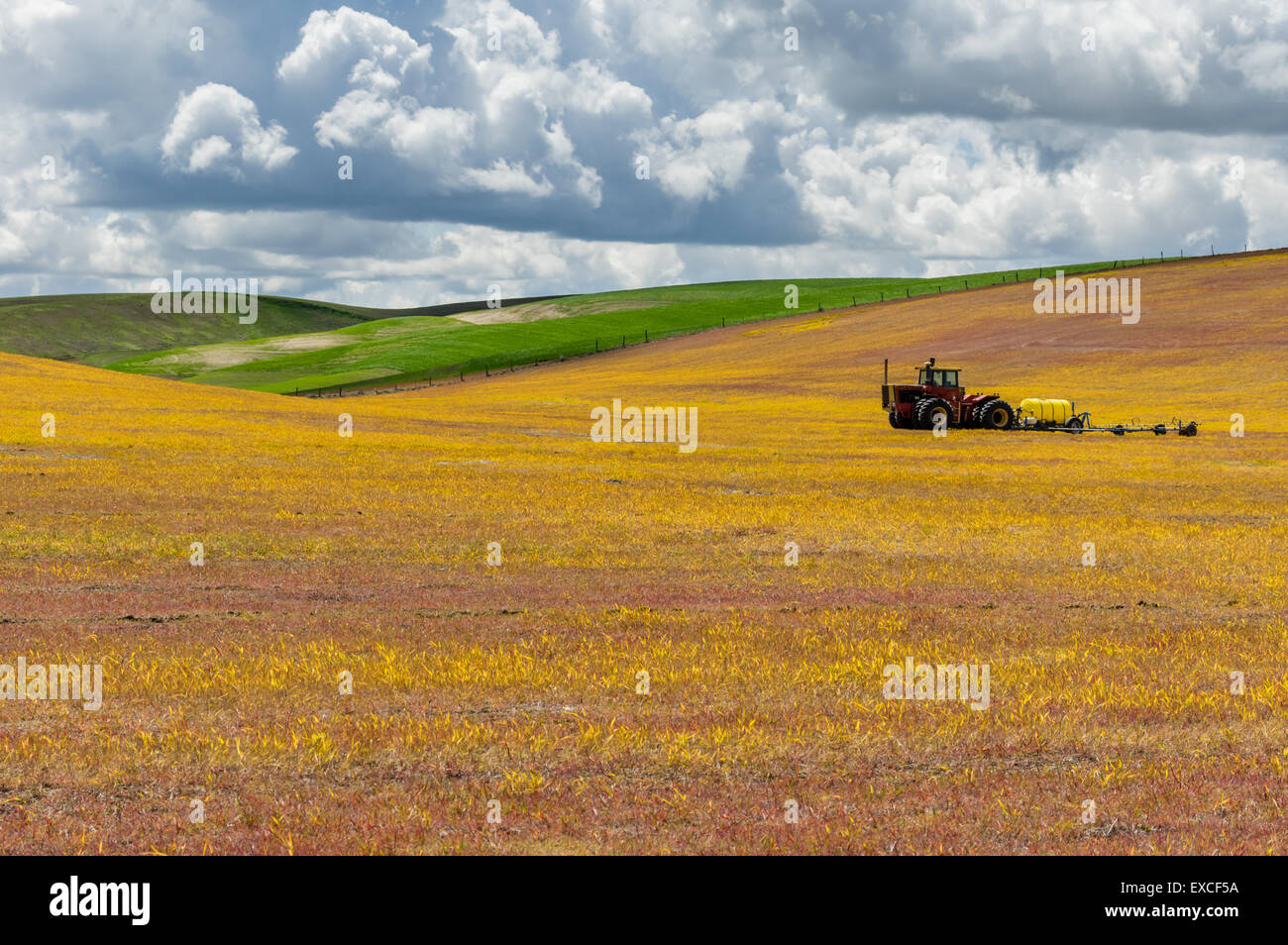 Golden wheat stubble in farm field with tractor Stock Photo - Alamy