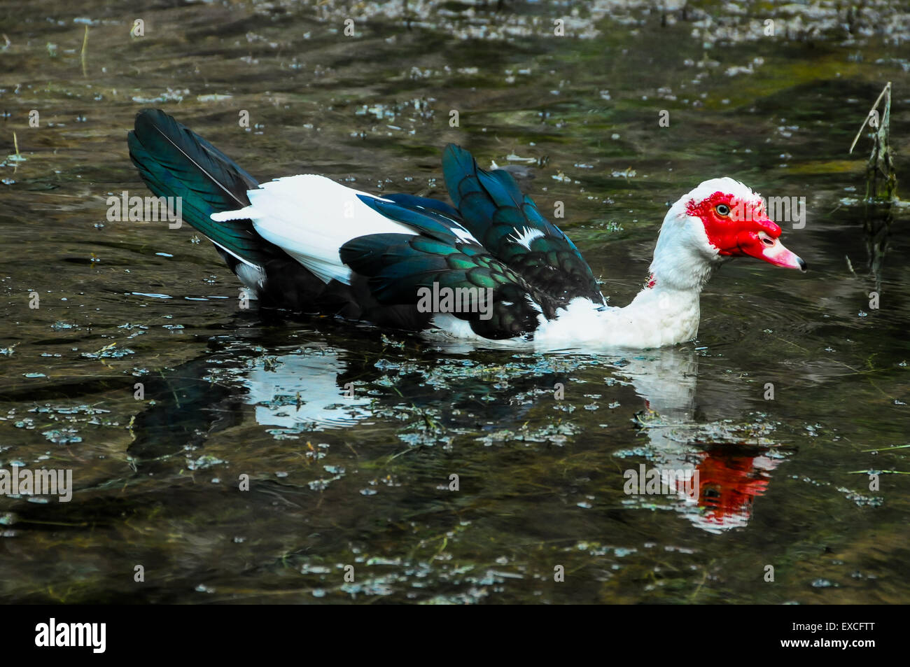 Muscovy Duck Swimming Stock Photo Alamy