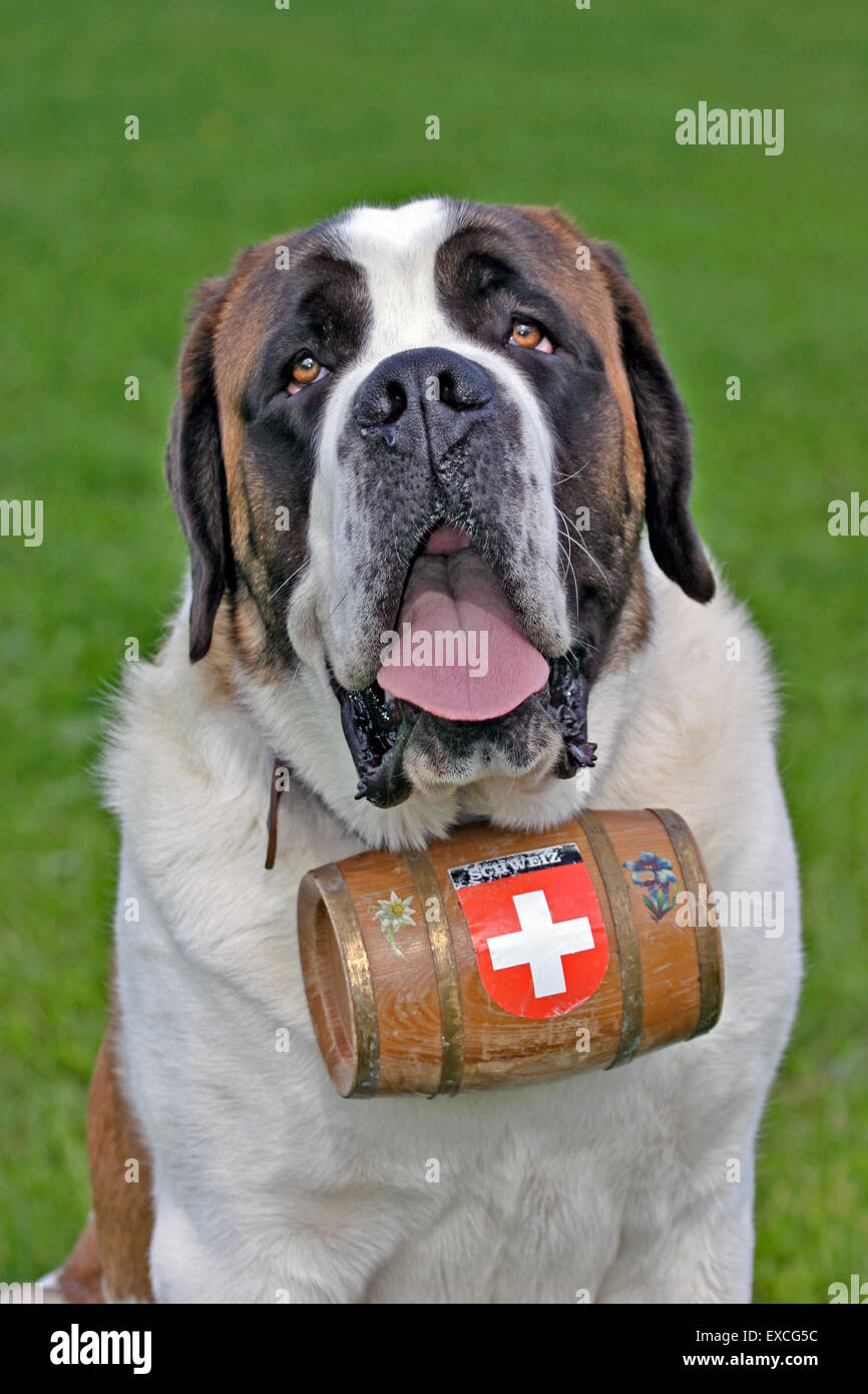 Saint bernard rescue hi res stock photography and images Alamy
