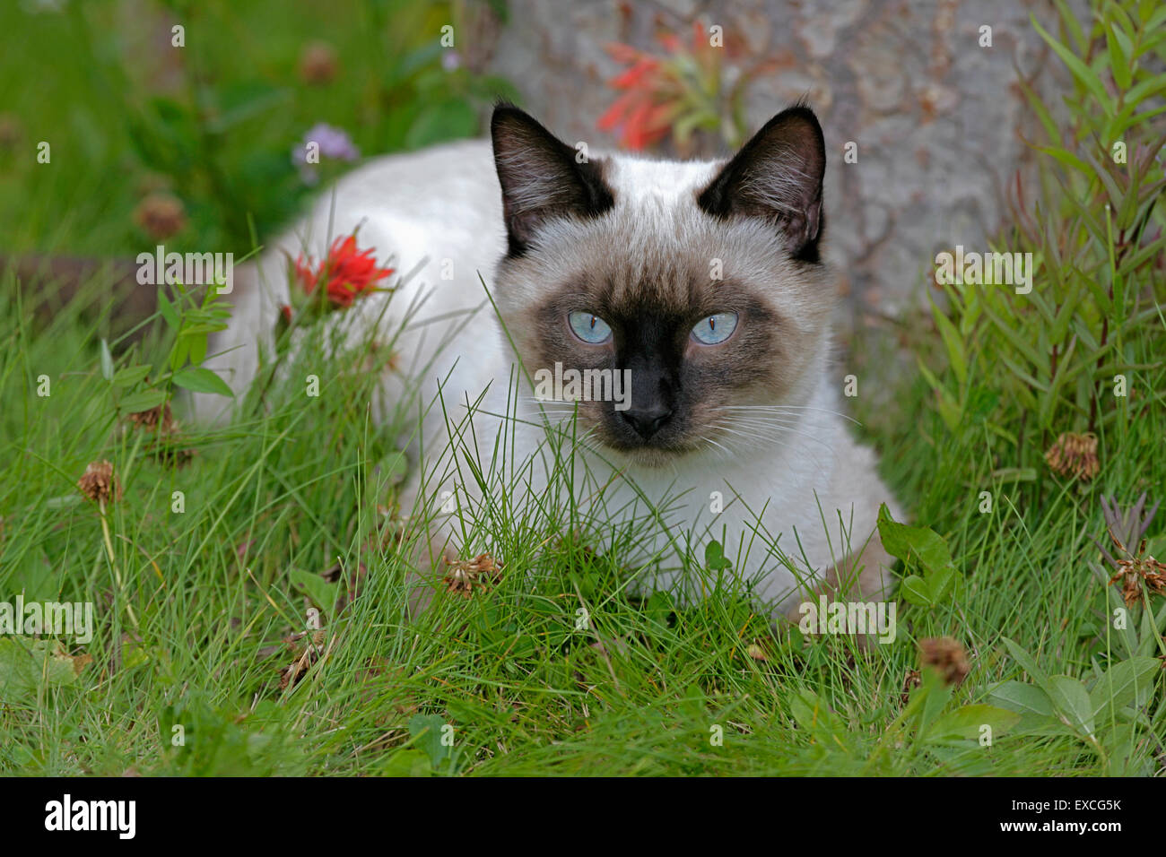 Siamese Cat, female laying in grass among flowers Stock Photo