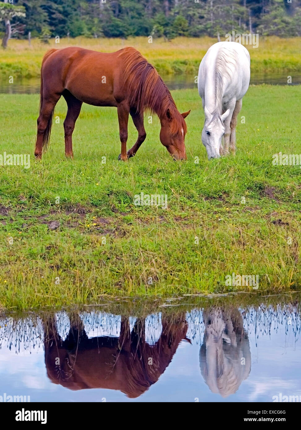 Two chestnut horses hi-res stock photography and images - Alamy