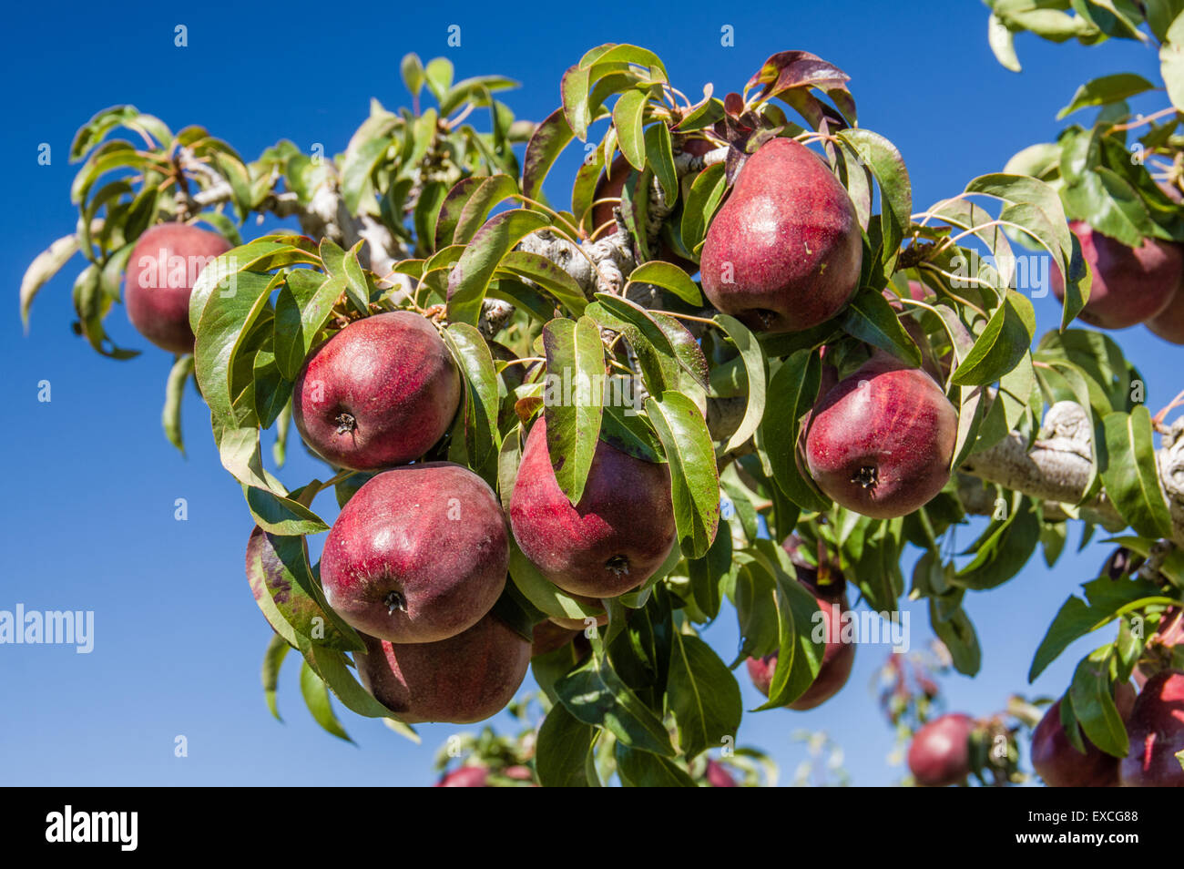 Group of red pears on the tree in a pear orchard Stock Photo