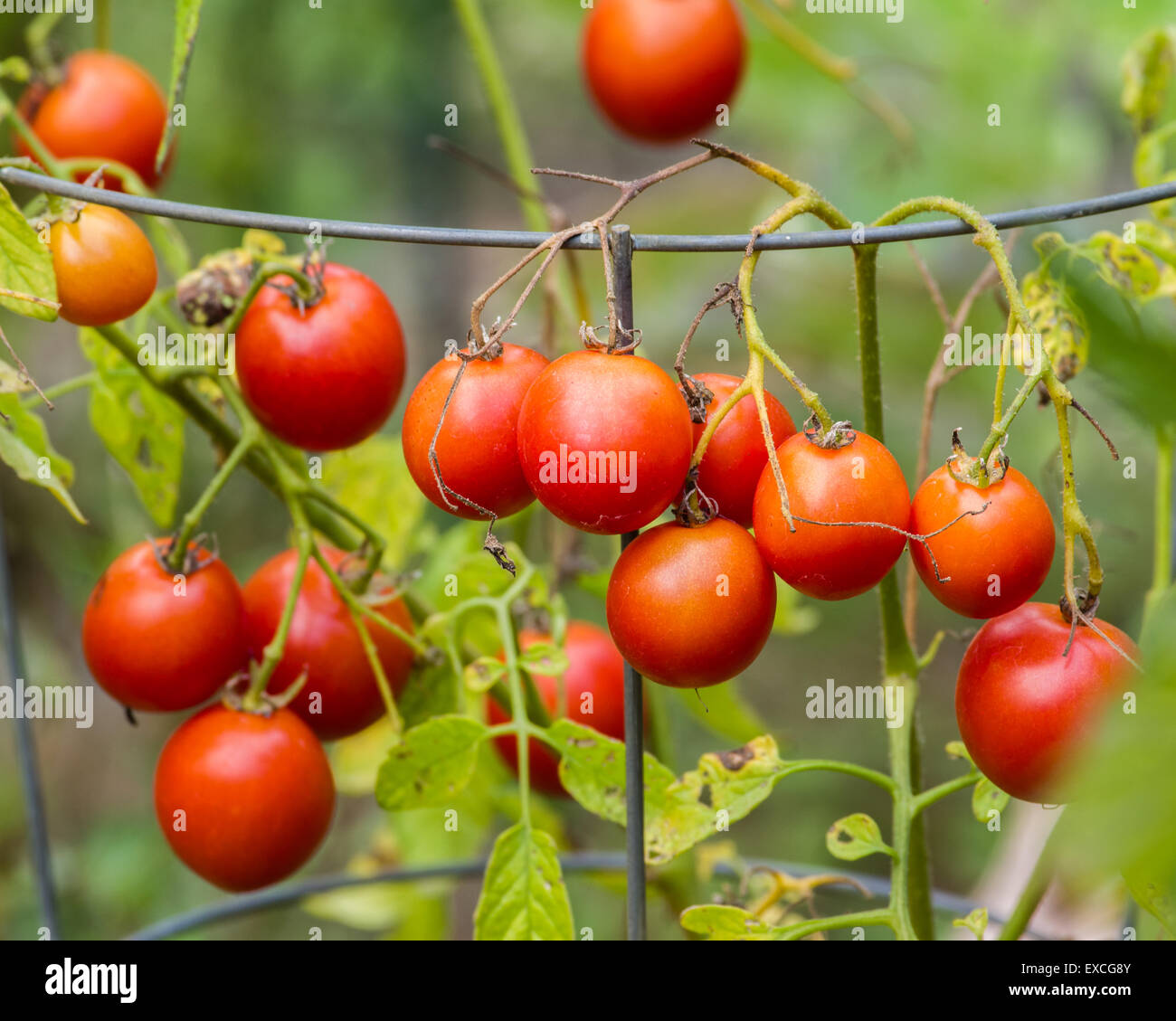 Red ripe cherry tomatoes ready to harvest Stock Photo - Alamy