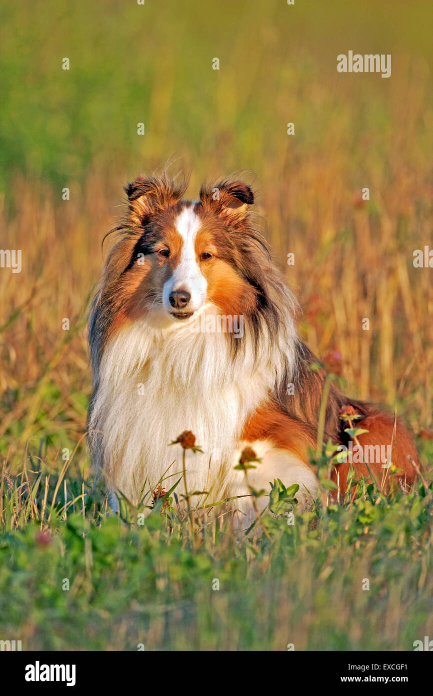 Shetland Sheepdog sitting in meadow, portrait Stock Photo