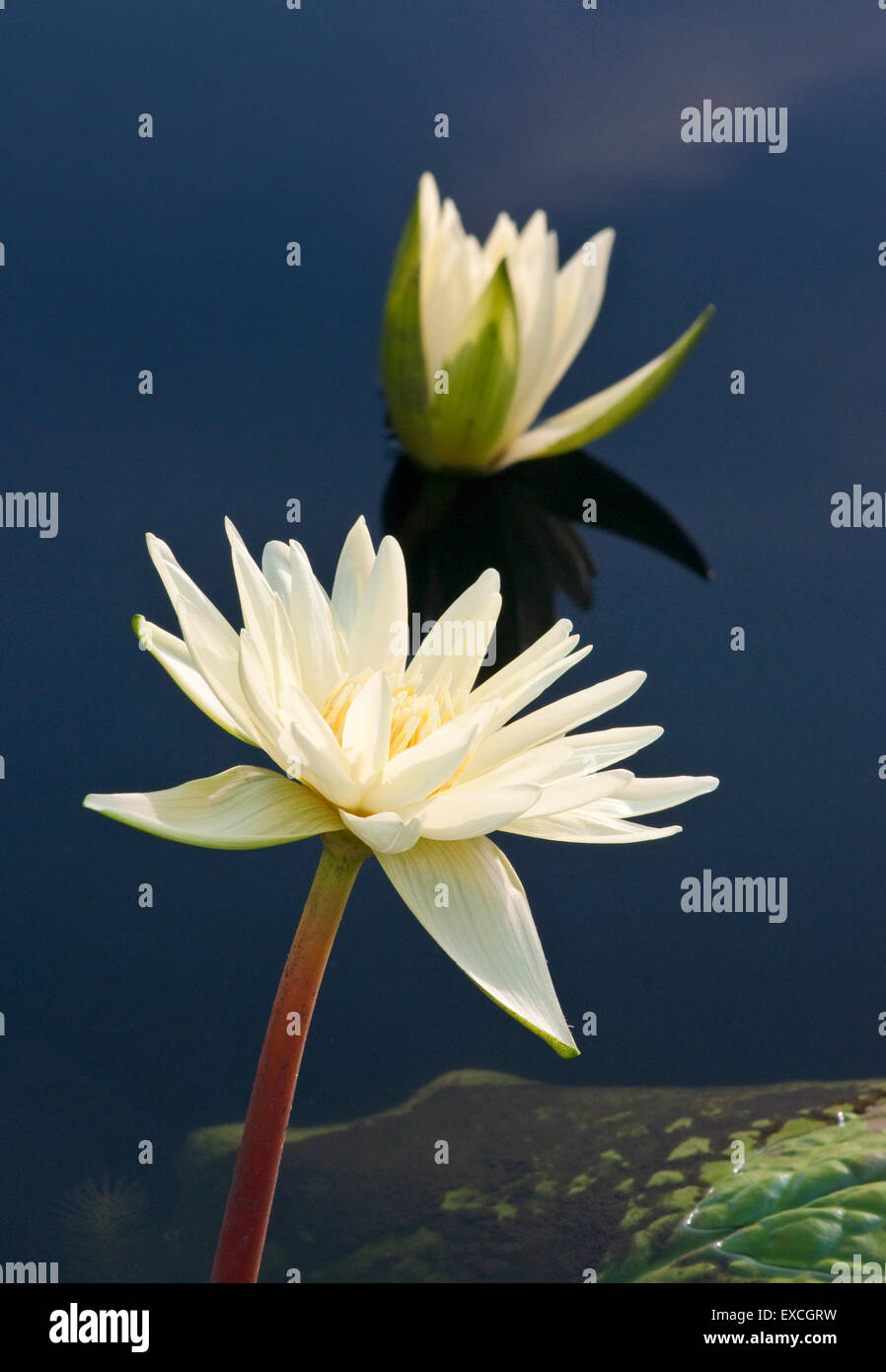 Tropical Waterlily - Nymphaea Eldorado Stock Photo