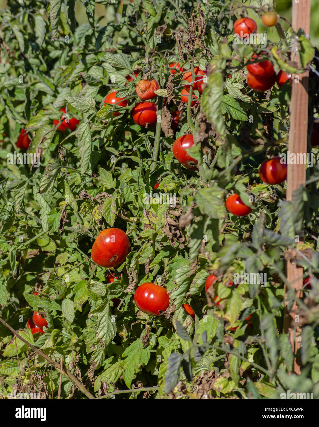 Red ripe tomatoes on the bush Stock Photo - Alamy