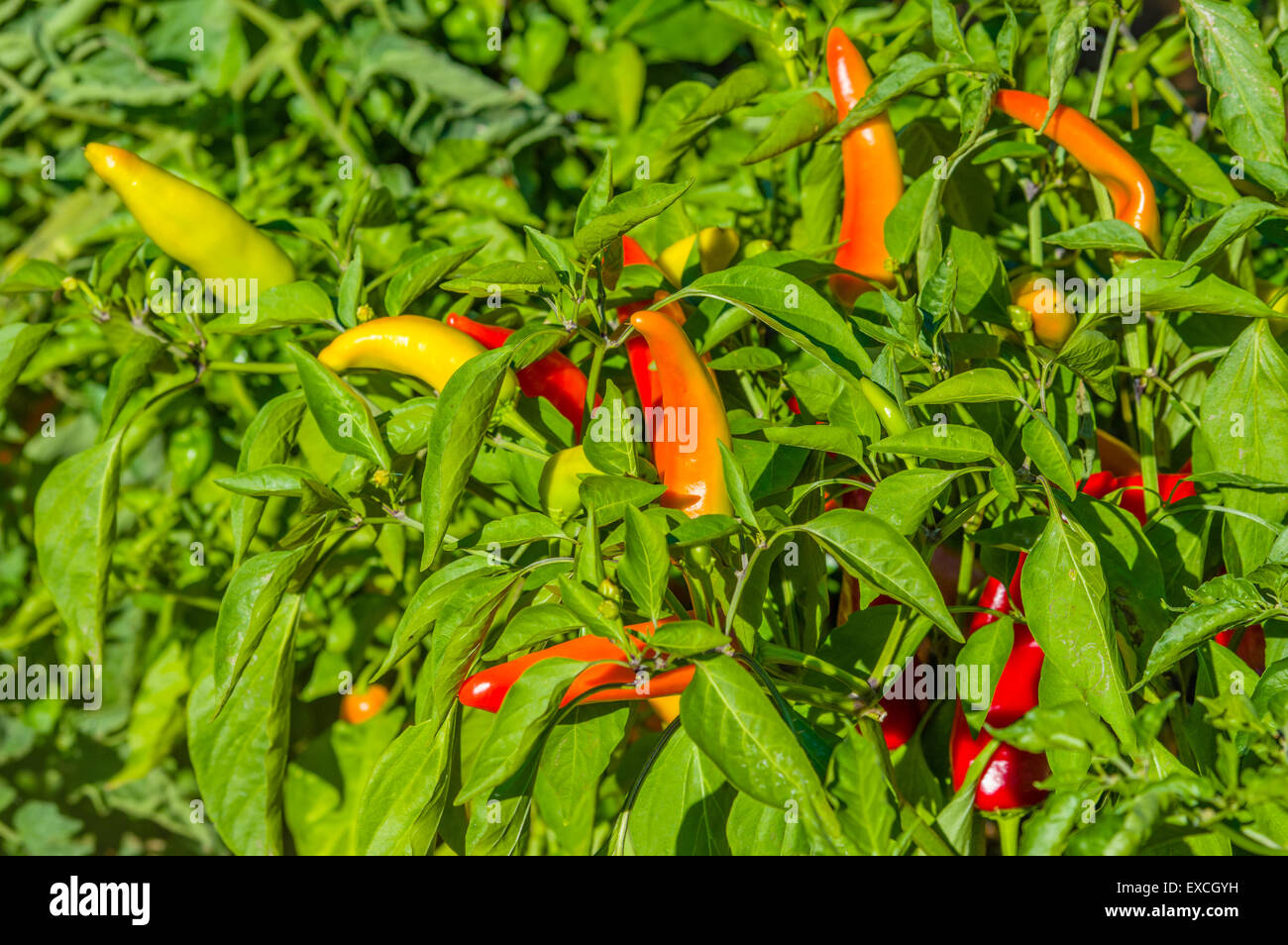 Hot pepper plants with ripening peppers Stock Photo Alamy