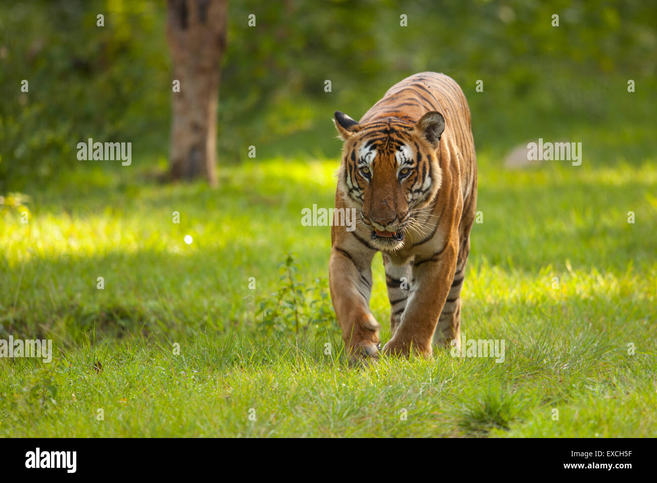 Royal Bengal Tiger from India Stock Photo - Alamy