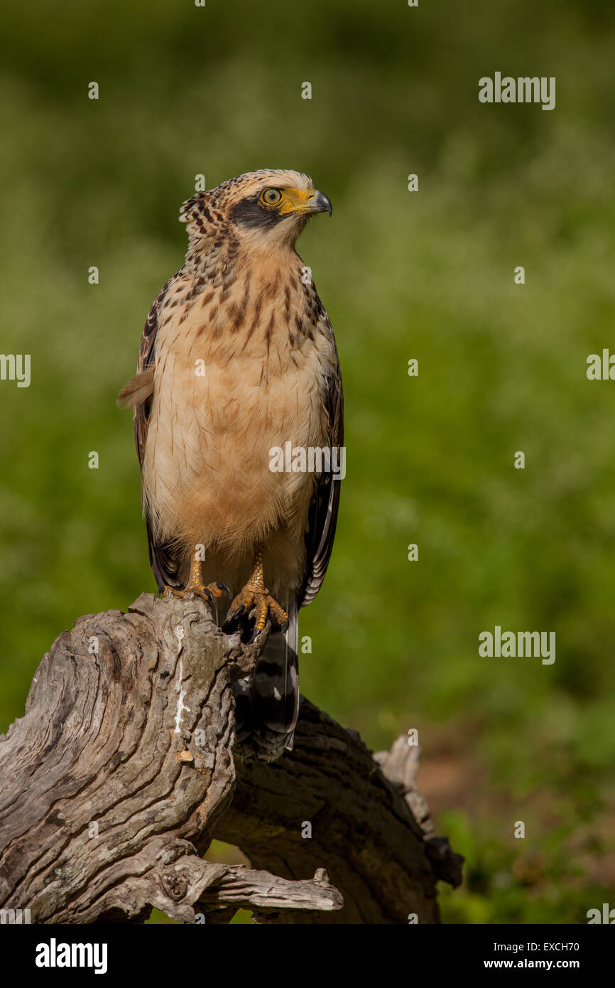Crested Serpent Eagle Stock Photo - Alamy