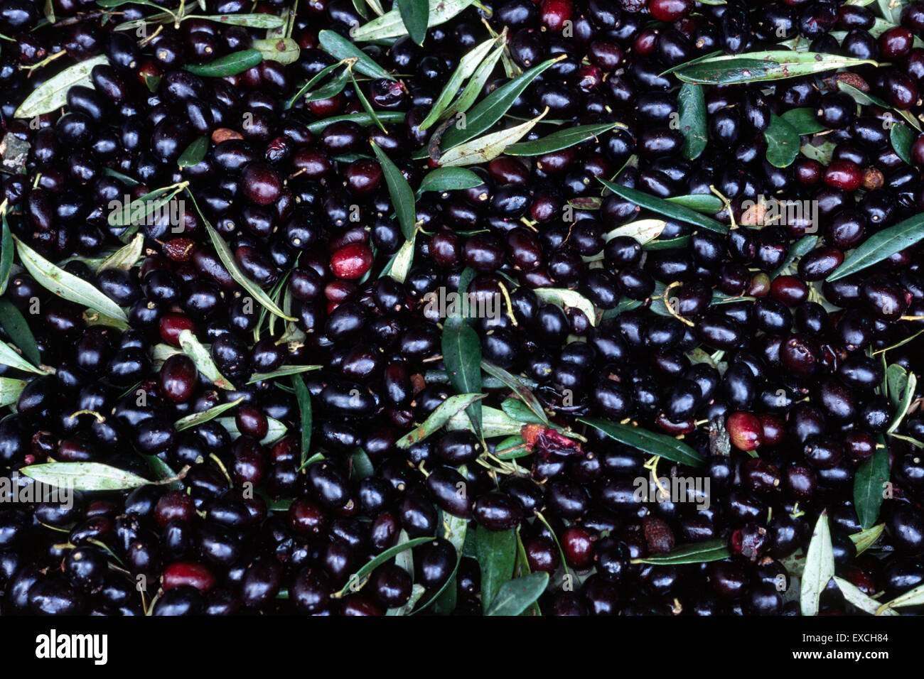 Olive harvesting puglia hires stock photography and images Alamy