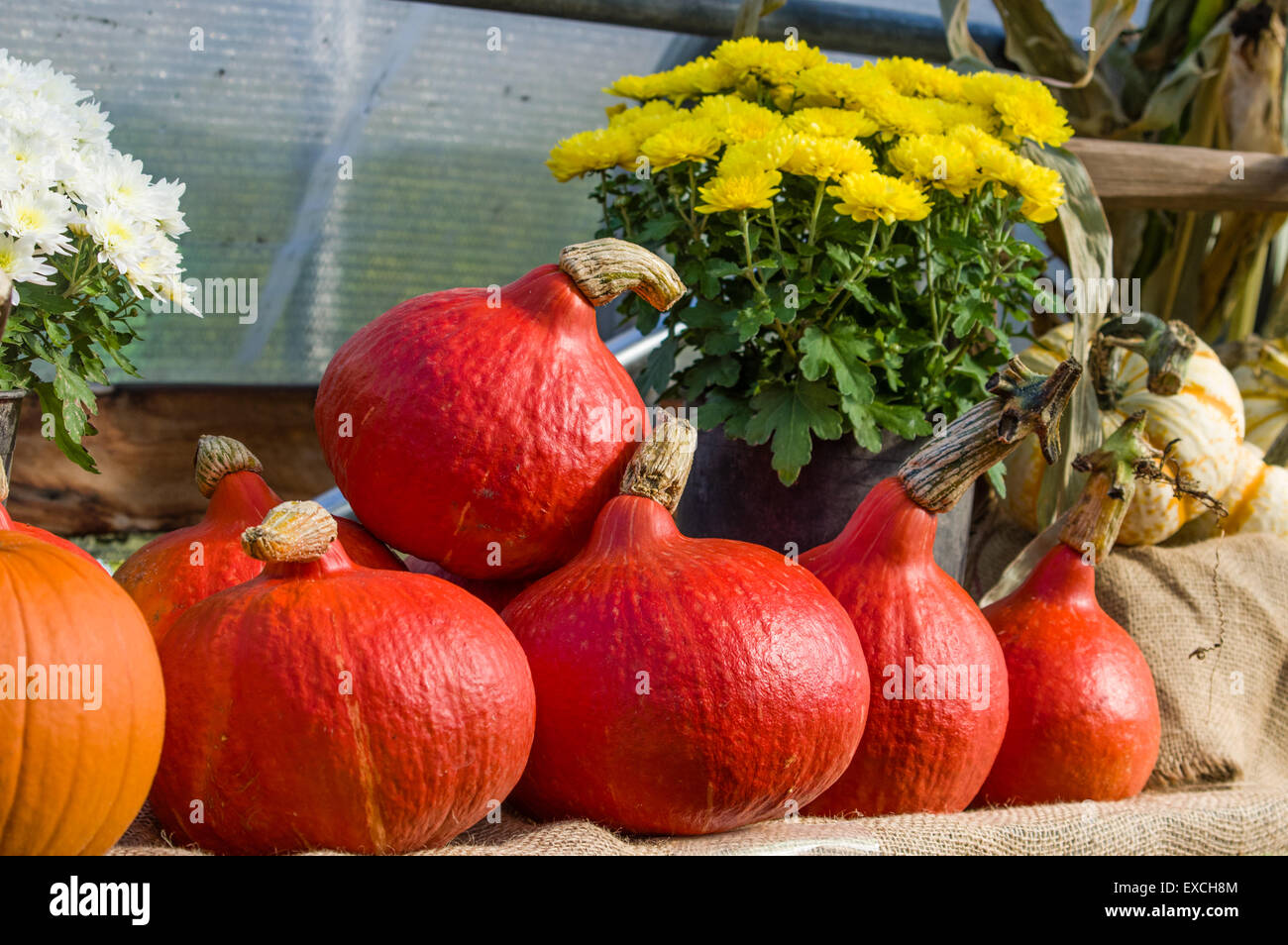 Fall festival display of flowers and red squash Stock Photo