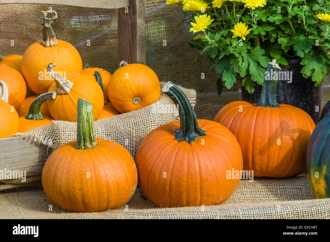 Fall festival pumpkin display with flowers Stock Photo