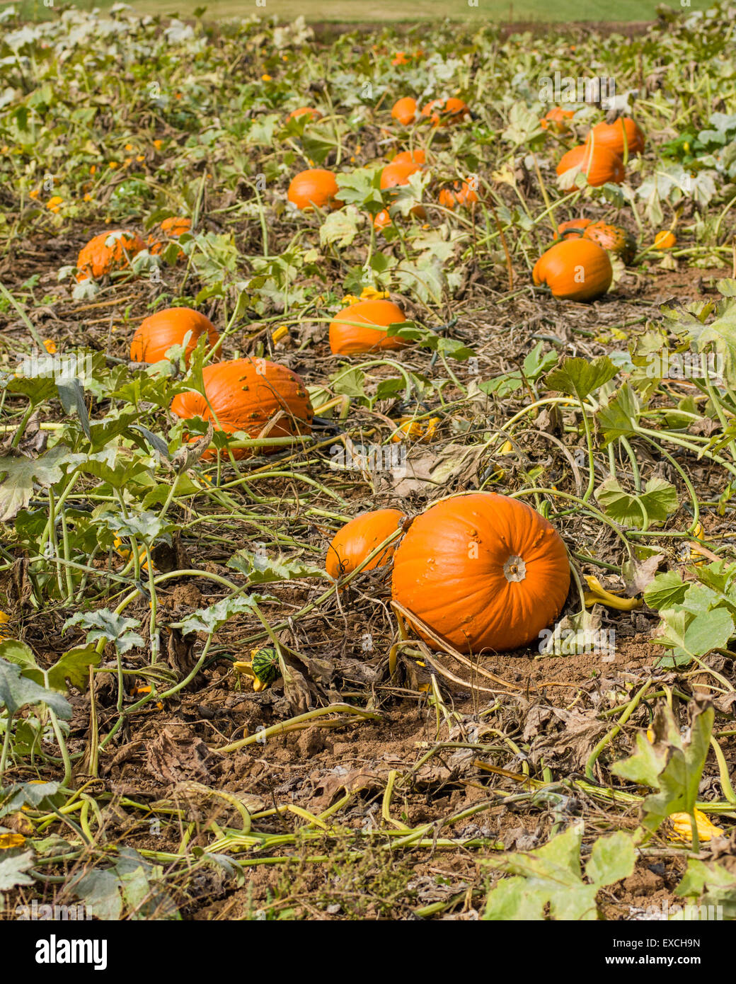 Pumpkins vines farm hi-res stock photography and images - Alamy