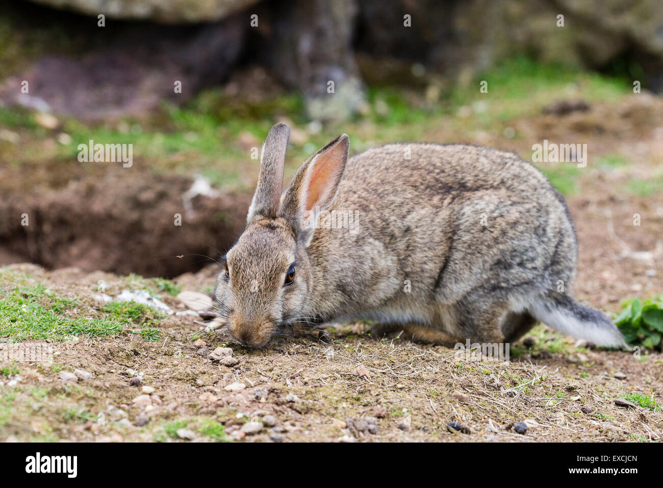 Skomer Rabbits A wild rabbit on Skomer Island, Pembrokeshire Stock Photo - Alamy
