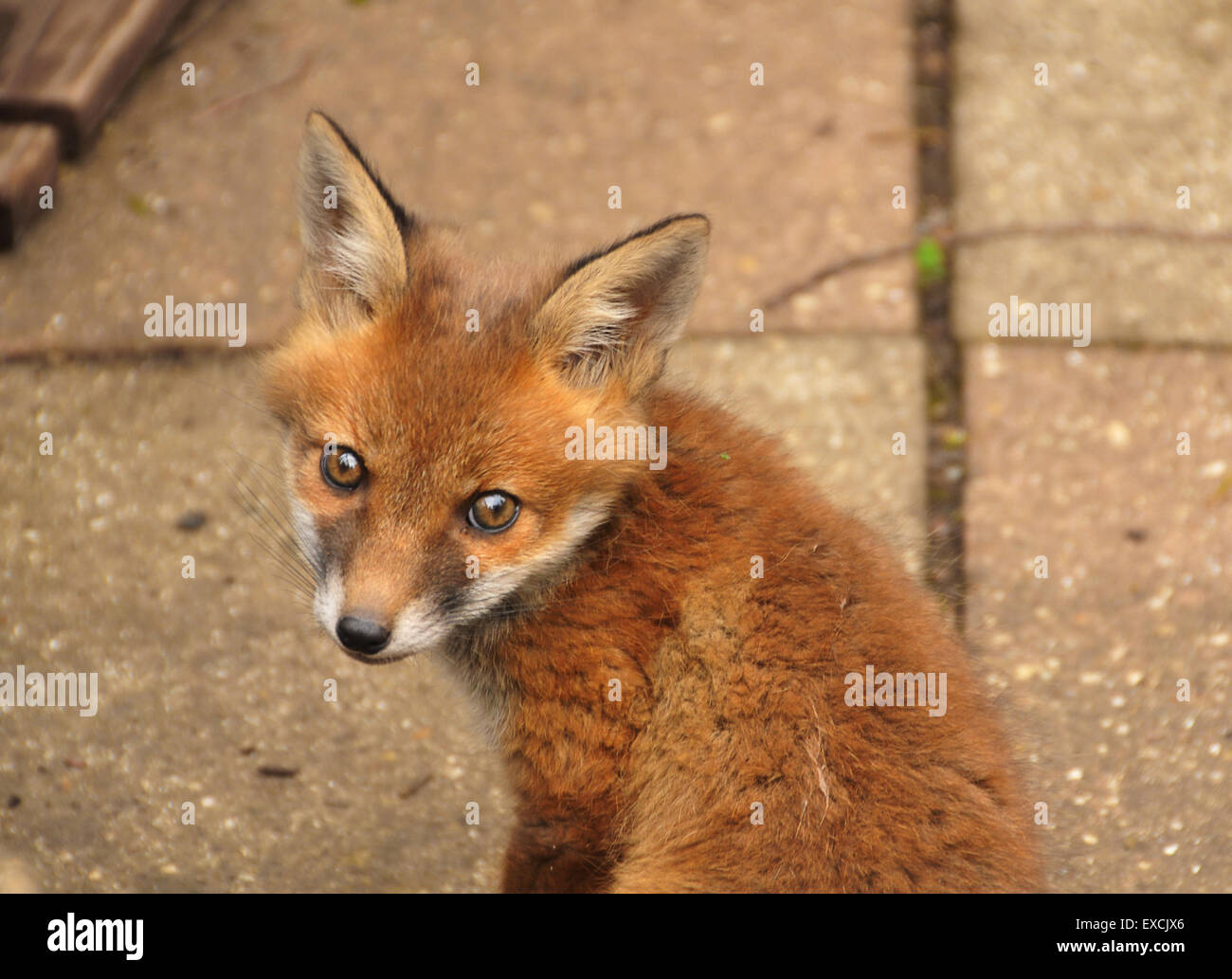 A fox cub Stock Photo Alamy